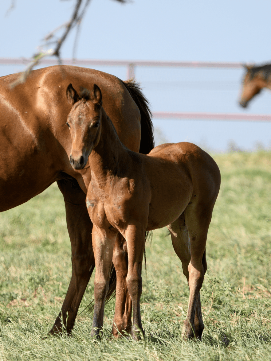 Foal standing beside mare