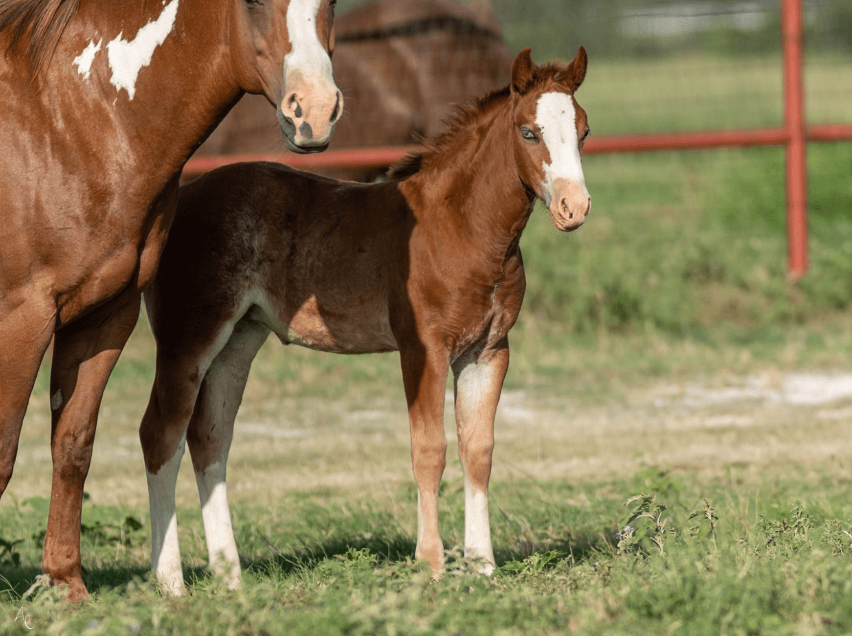 Foal with mare in pasture