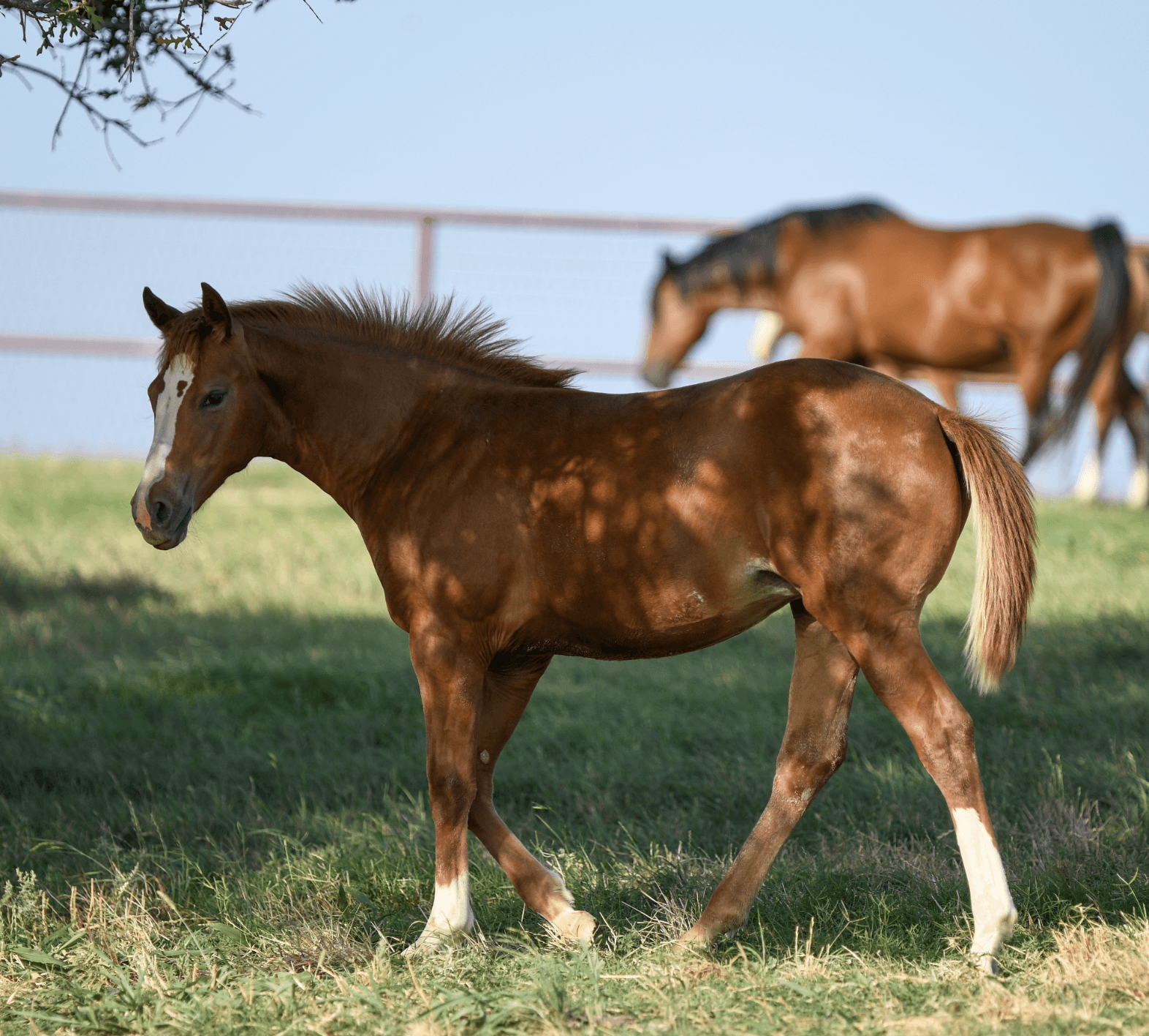 Horse walking in pasture
