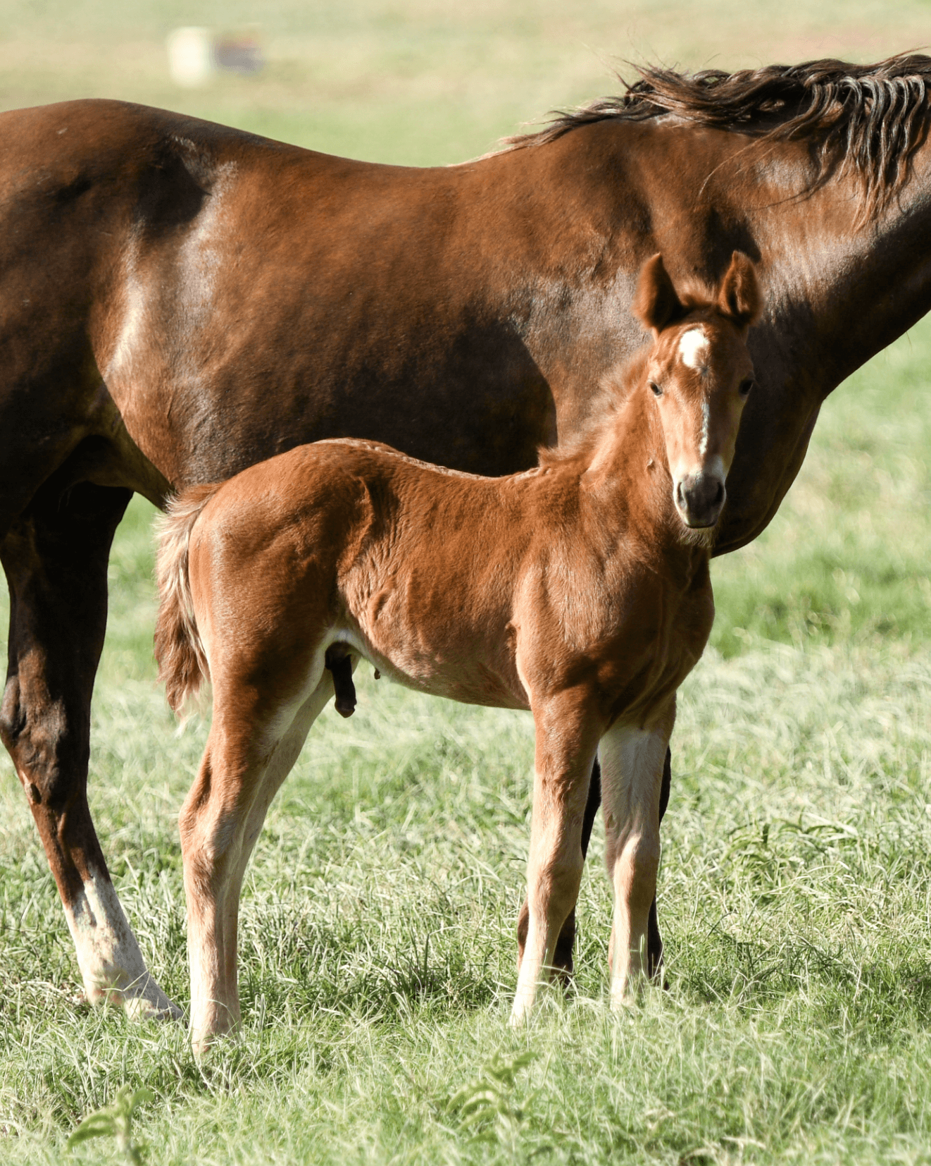 Foal and mare close up