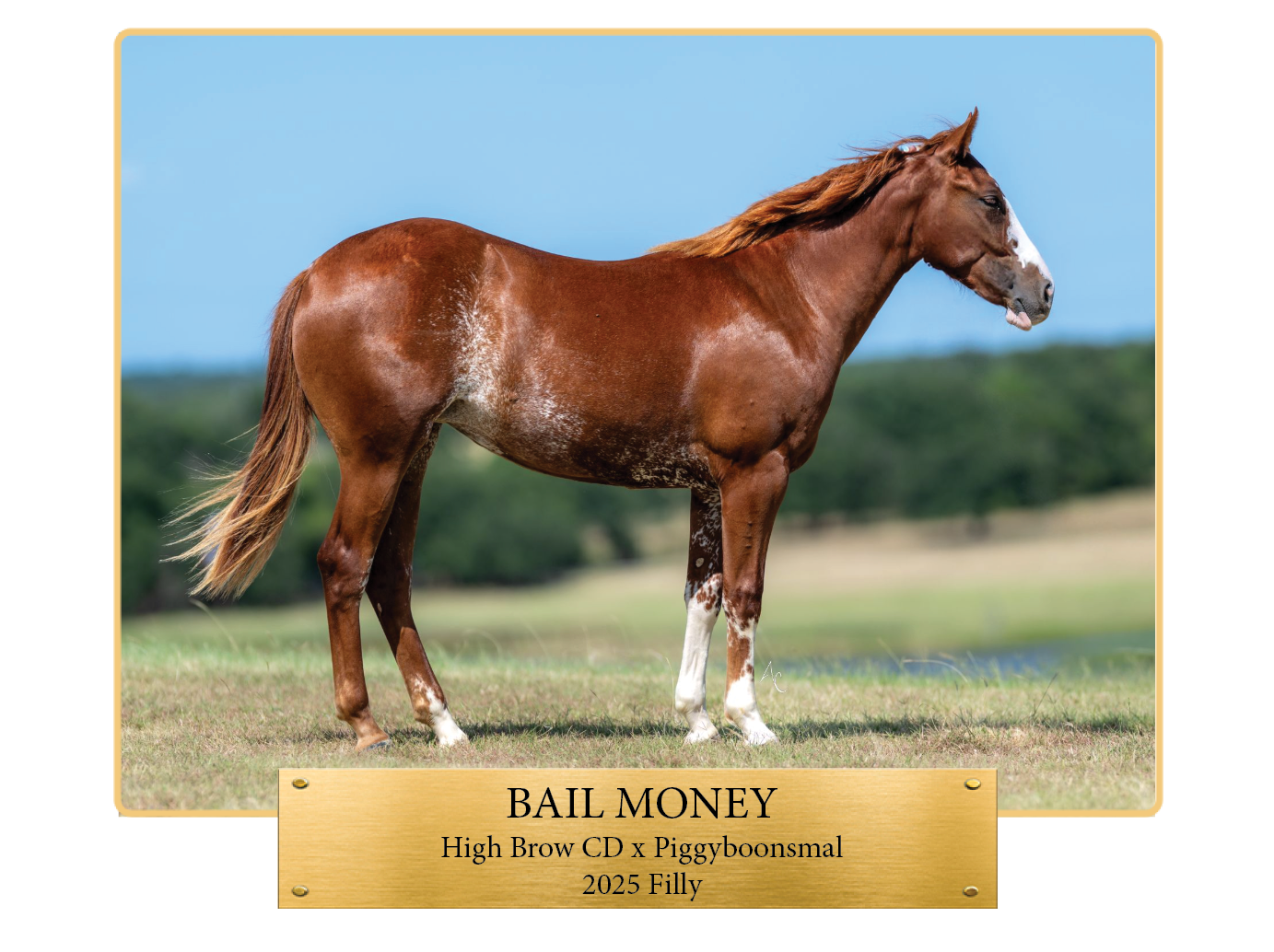 Horse 3