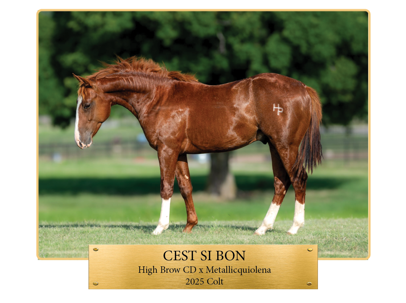 Horse 9