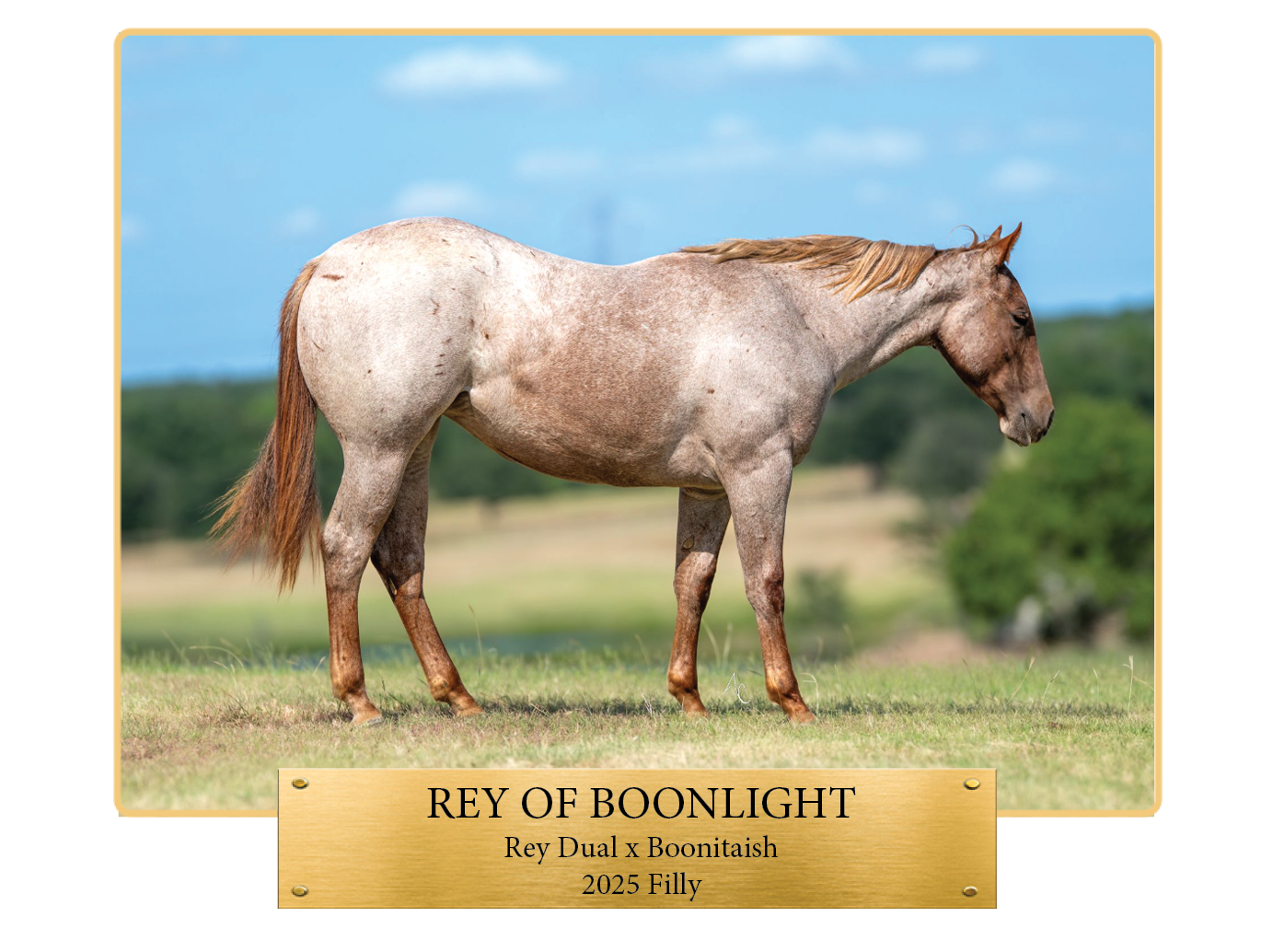 Horse 6